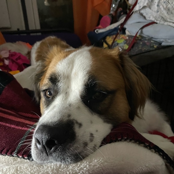 Hatchimom Live -host appreciation 11:20 am central - Picture 15 of 16